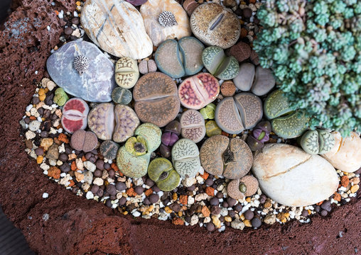 Lithops (Living stone), Cactus