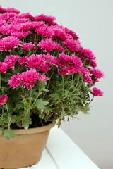 pink chrysanthemum on white background