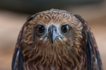 Black kite