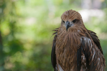 Black kite