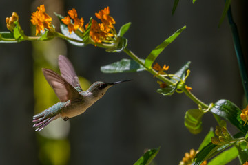 Ruby-throated Humingbird © Paul Roedding