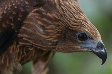 Black kite