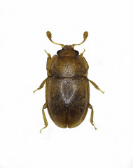 Sap Beetle Epuraea on white Background  -  Epuraea sp.