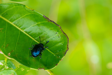 Blue mint beetle sit on the leaf
