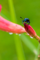 Blue mint beetle sit on the desert rose flower