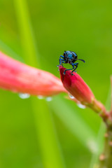 Blue mint beetle sit on the desert rose flower