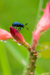 Blue mint beetle sit on the desert rose flower