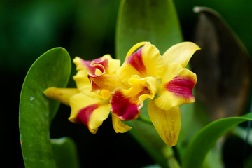 Obraz premium orange orchid cattleya close up