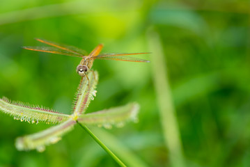The dragonfly sit on the grass flower