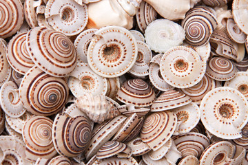seashells as a background on the counter market