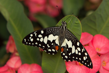 Butterfly on green Leaf