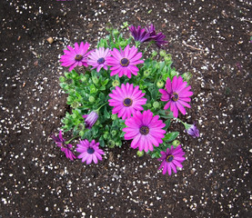Pink purple spring flowers