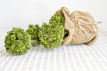 treepot on white background