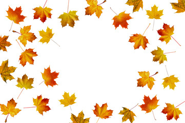 Naklejka na ściany i meble pattern with autumn color maple leaves isolated on white backgro