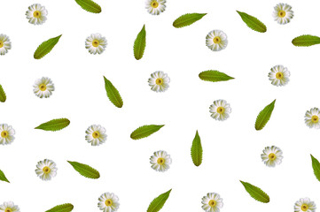 Pattern with chamomile and green leaves on white background. Fla