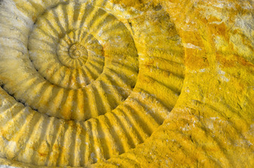 ammonite prehistoric fossil