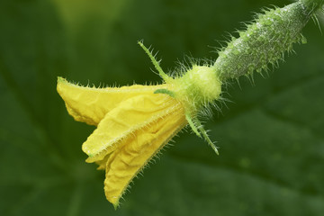 One cucumber flower