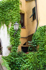 case di paese coperte da piante rampicanti 