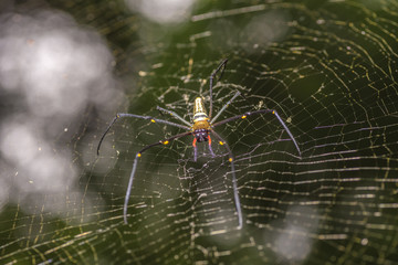 Golden silk orb-weaver spider in the blurry natural background, Selective focus.