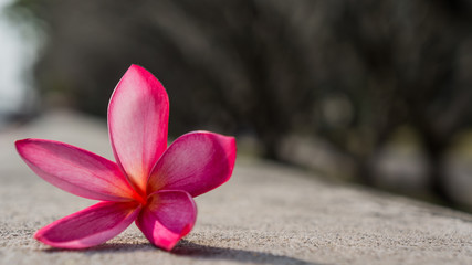 pink plumeria on the temple wall