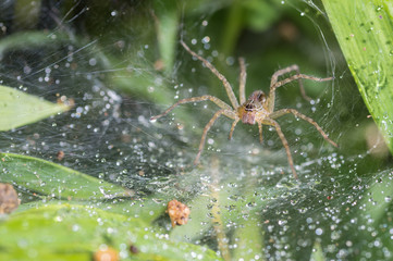 The spider in the blurry natural background, Selective focus.