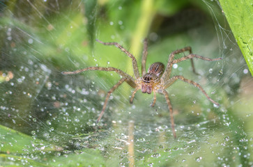 The spider in the blurry natural background, Selective focus.