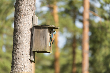 roller at the bird cage