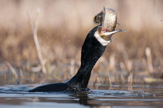 Kormoran  Phalacrocorax carbo