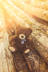 Abandoned lonely cute teddy bear sitting on the wood cutted tree in the sun light shine summer