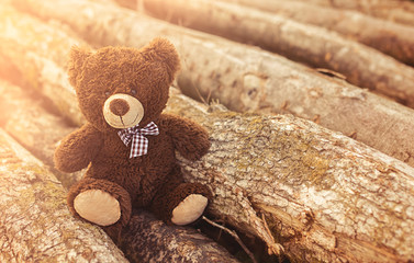 Abandoned lonely cute teddy bear sitting on the wood cutted tree in the sun light shine summer