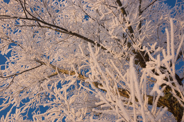 Winter scene with snow-covered branches of trees during sunrise