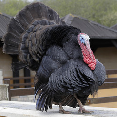 Close up of a domestic turkey (meleagris gallopavo)