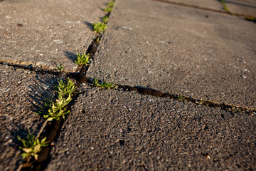 Grass growing in the cracks between garden tiles