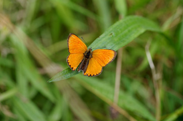 Der Dukatenfalter mit seinen orangen Flügeln