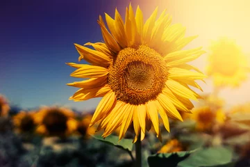 Crédence de cuisine en verre imprimé Tournesol Beautiful yellow sunflowers in the summer sun light on a sunflower field with blue sky