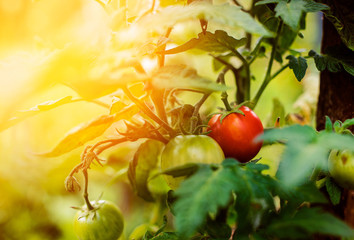 Red and green tomato between leaves in the garden with summer sun light