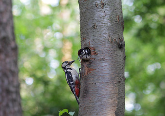 Woodpecker feeds the chick in the nest hollow. Birds