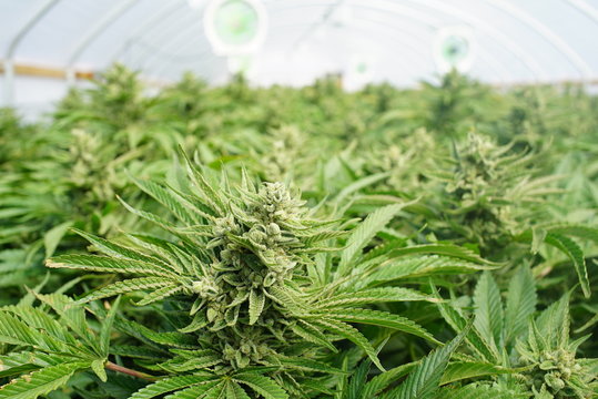 Closeup on the Cola of a Mature Cannabis Plant in a Recreational Marijuana Grow Operation