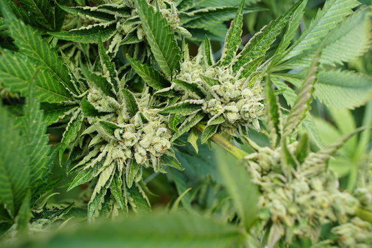 Marijuana Nugs with Trichome Crystal Growth