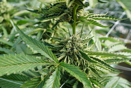 Gorilla Glue Variety of Cannabis Growing in an Indoor Marijuana Farm
