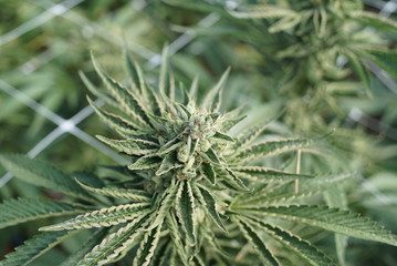 Naklejka na ściany i meble Marijuana Plant Top Growing in a Cannabis Farm