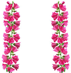 mallow flowers isolated on white background