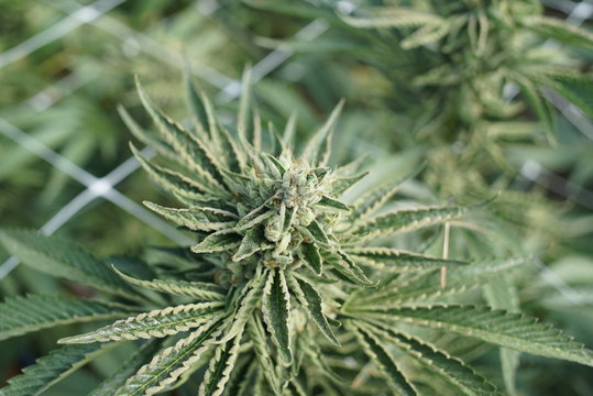 Marijuana Plant Top Growing in a Cannabis Farm