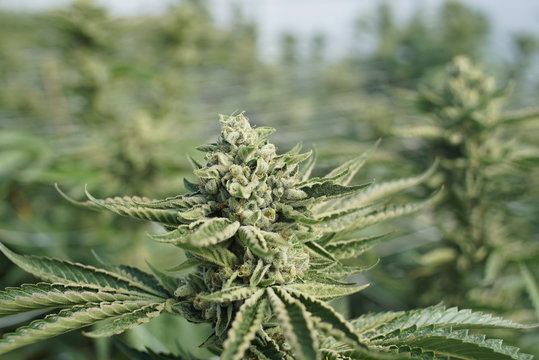 Cannabis Growing in a Field of Green Buds
