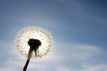An out of bloom dandelion against the sun. 