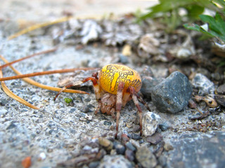 Yellow spider on Lake Baikal. It is located near bay Zavorotnaya. Baikal - Lenskiy reserve.
