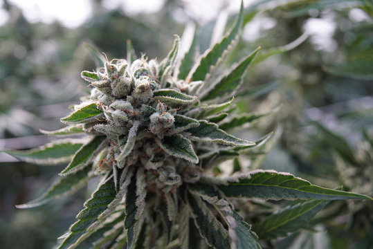 Alternative Herbal Medicine, the Cannabis Plant Growing in a Medicinal Garden