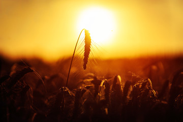 Grain wheat field in the golden yellow summer sun shine close up beautiful nature background