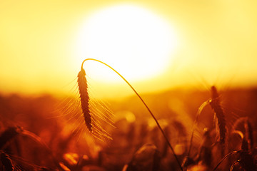 Grain wheat field in the golden yellow summer sun shine close up beautiful nature background