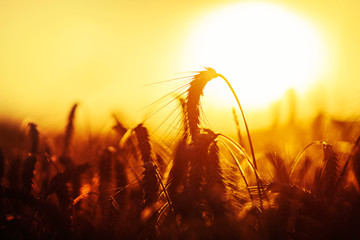 Grain wheat field in the golden yellow summer sun shine close up beautiful nature background